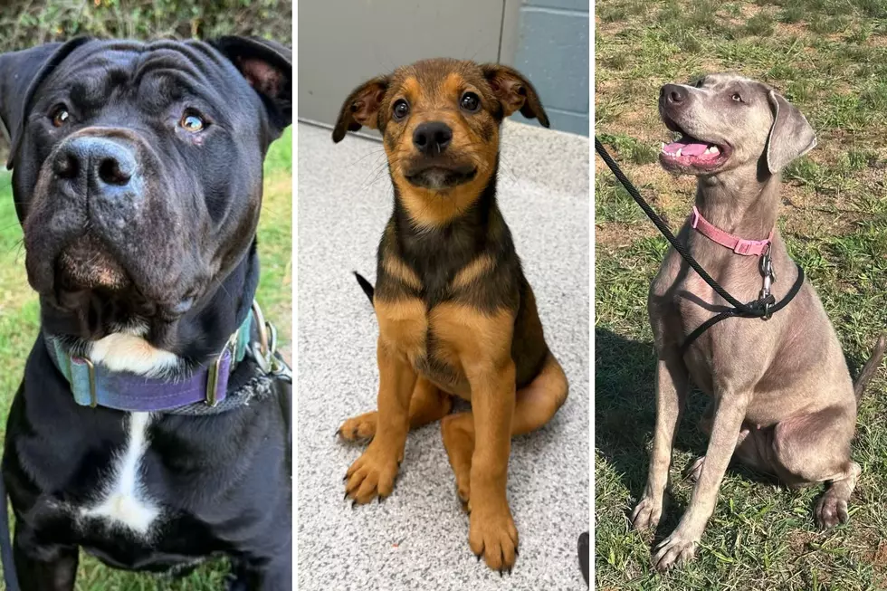 Kent County Animal Shelter Hits Max Capacity: How You Can Help Right Now