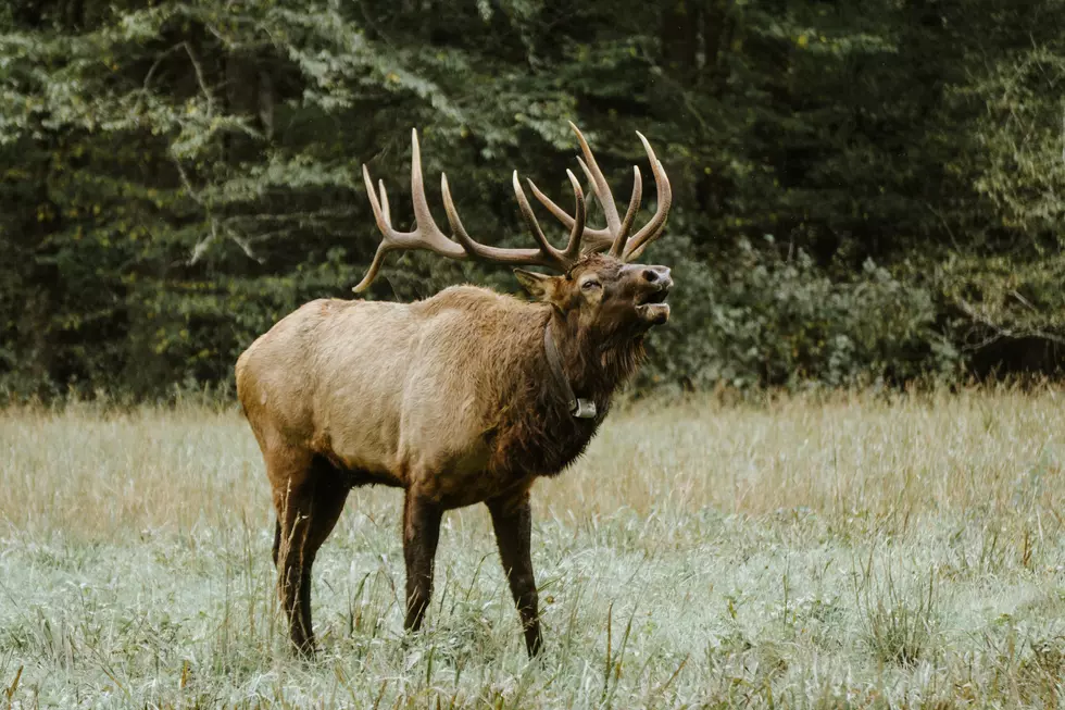 Photo by Kirk Thornton on Unsplash
