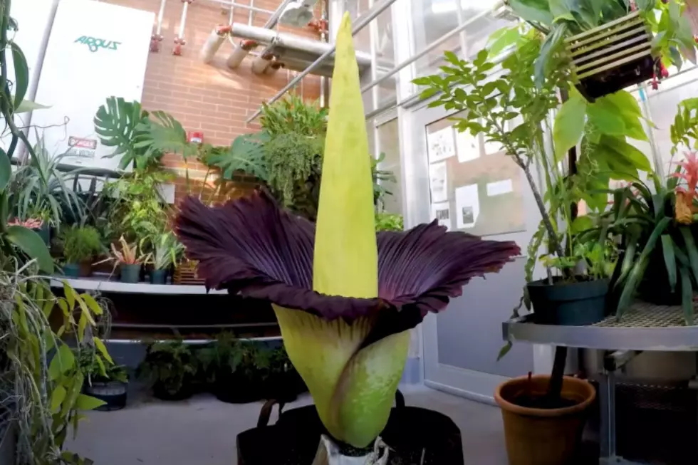 It’s Stinky and It’s Back: GVSU’s Corpse Flower Blooms Early, Smell It This Week ONLY