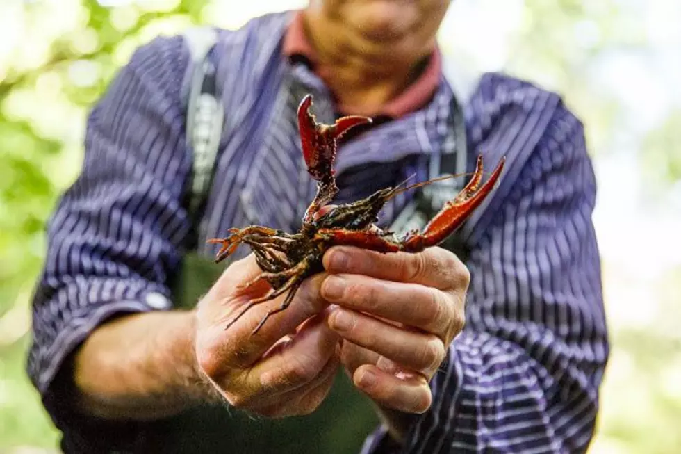 Red Swamp Crayfish: A New Problem for Michigan
