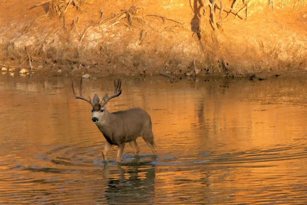 West Michigan Hunters Encouraged to Get Deer Tested for CWD