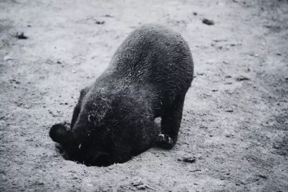 See a Bear Den? Here’s How to Help DNR