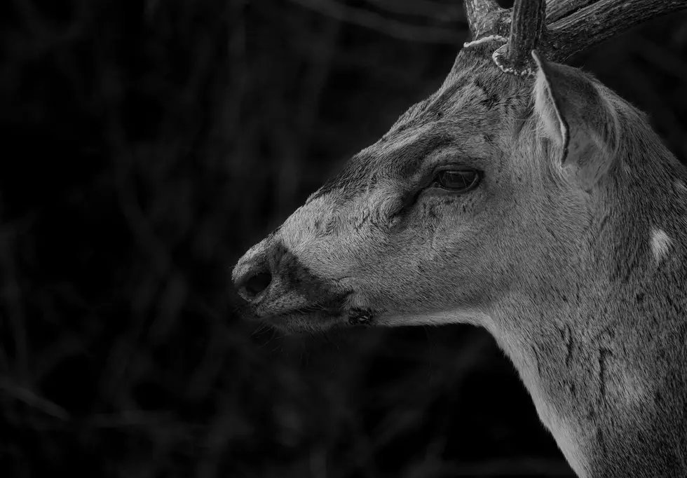 Kent County Deer Hunters Have New CWD Testing Option