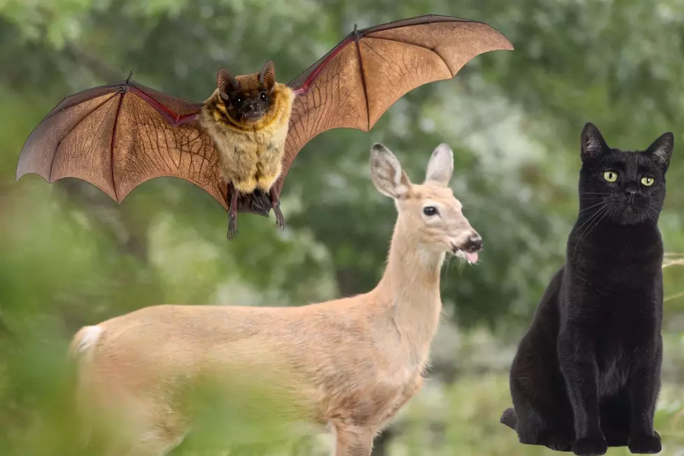 Michigan’s Real Horrors: Zombie Deer, Bat Misconceptions, and More