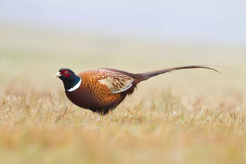 Michigan Pheasant Hunters Gear Up for More Opportunities