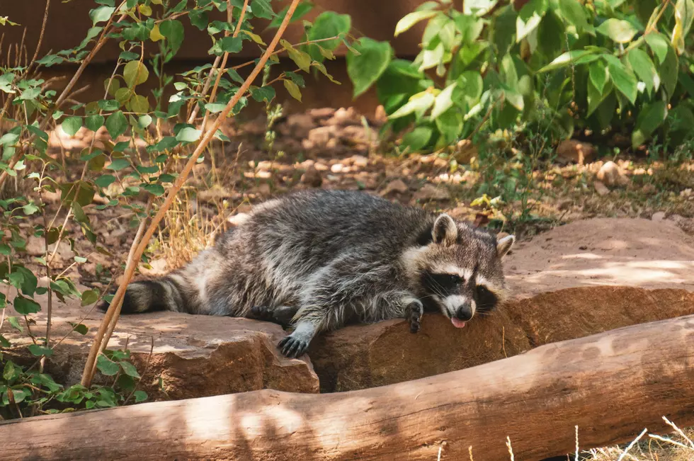 Are Raccoons Being Targeted on GR’s Westside?