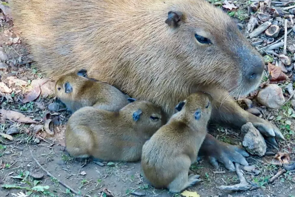 West Michigan Zoo Welcomes 3 Baby Capybaras – But You’ll Have to Hurry If You Want to See Them