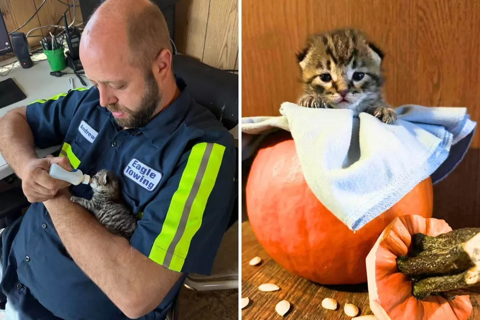 A West Michigan Racetrack Saved a Newborn Kitten, and He Already Has a Very Important Job