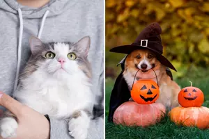 Catch a Free Pet Adoption Day (and a Spooky Trunk-or-Treat!) at Humane Society of West Michigan This Weekend