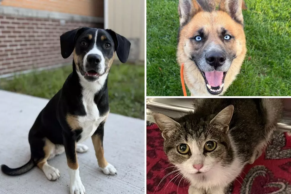 Kent County Animal Shelter is Full – Here Is A Simple Way You Can Help