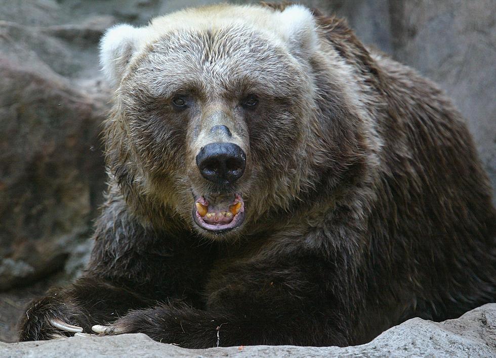 Alaska University Teacher in Hospital After Bear Mauled Him Update!