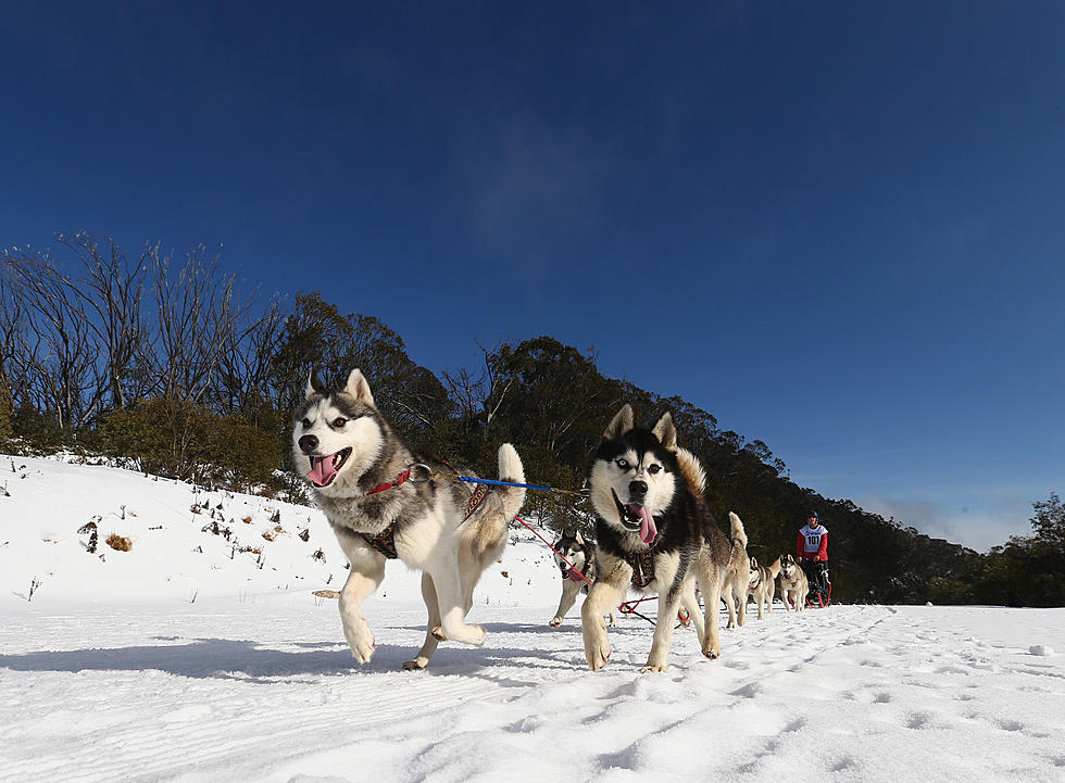 Iditarod Dogs Reach Checkpoint Without Their Dozing Musher