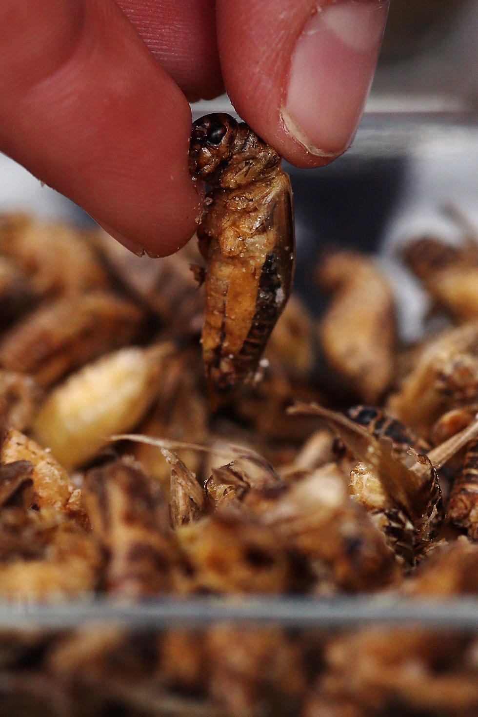 Seattle Baseball Fans Can Now Enjoy Fried Oysters, Bugs