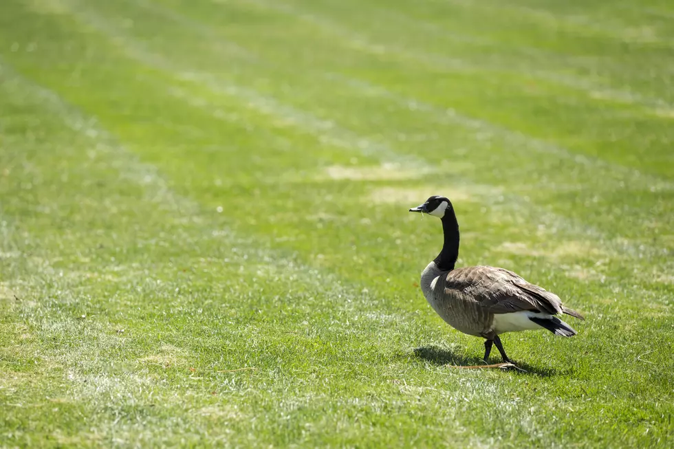 Attempt to Remove Goose From Baseball Stadium Ends in Chaos
