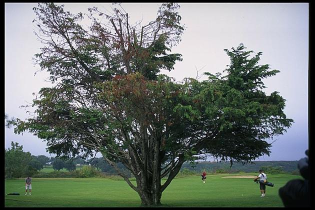Golf&#8217;s famous &#8216;Hinkle Tree&#8217; from &#8217;79 Open uprooted by wind