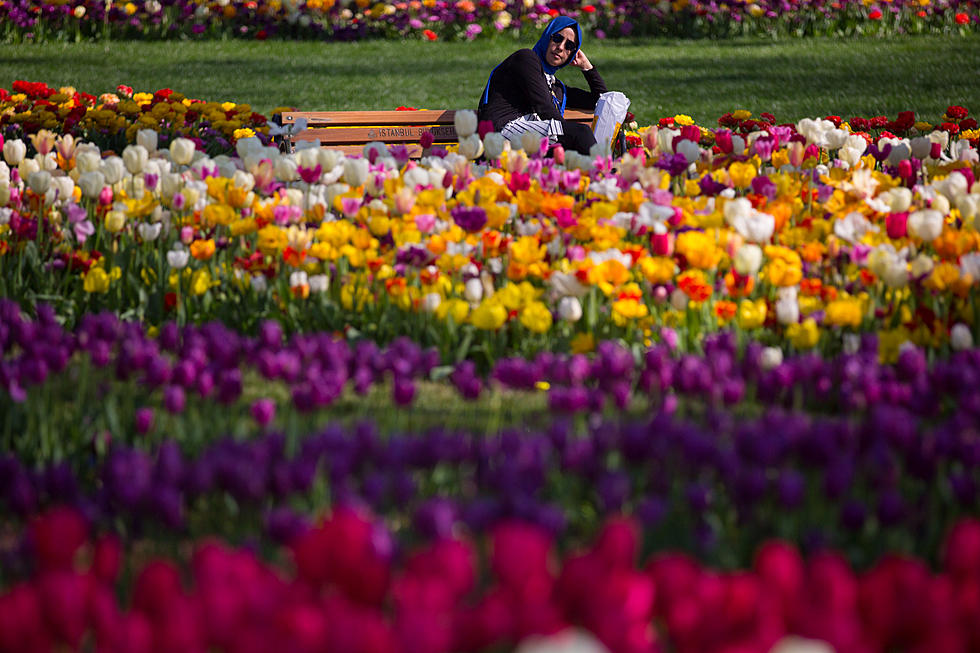 Albany NY’s Annual Tulip Fest