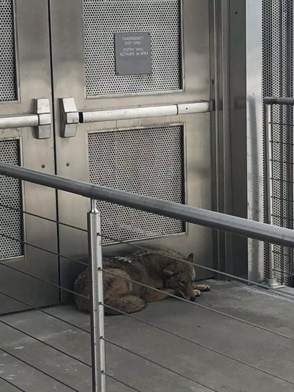 Coyote In Downtown Albany Contained by Police [PHOTO]