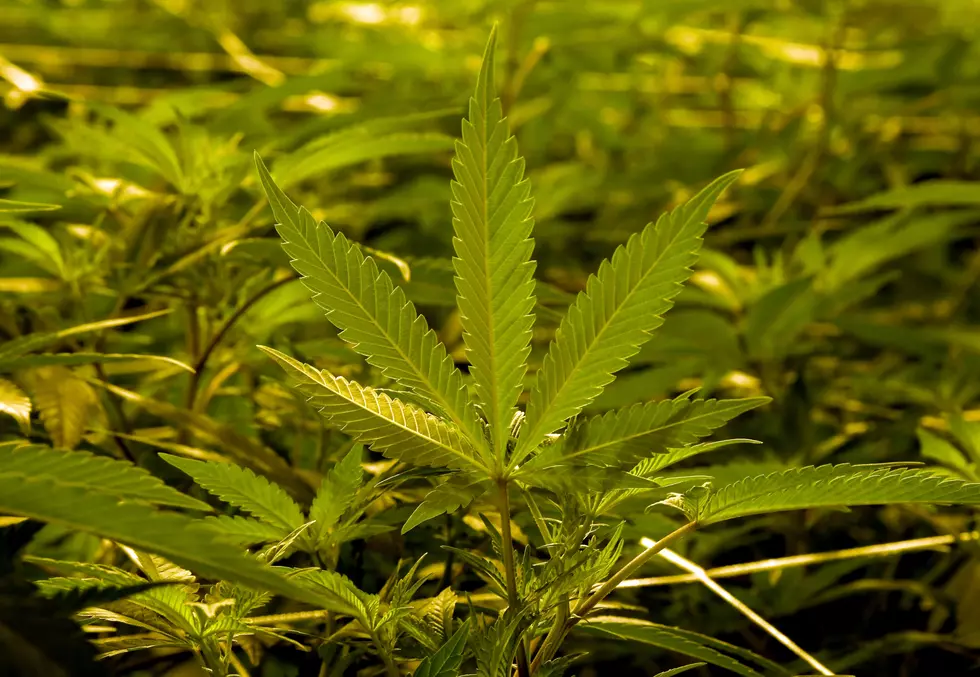 Traffic Stop Leads To 471 Pounds Of Marijuana