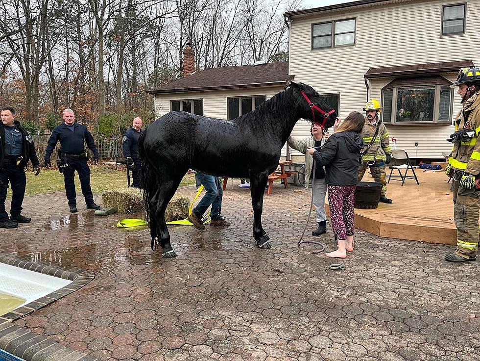 Horse In A New York Backyard Pool?! See The Dramatic Rescue Photos
