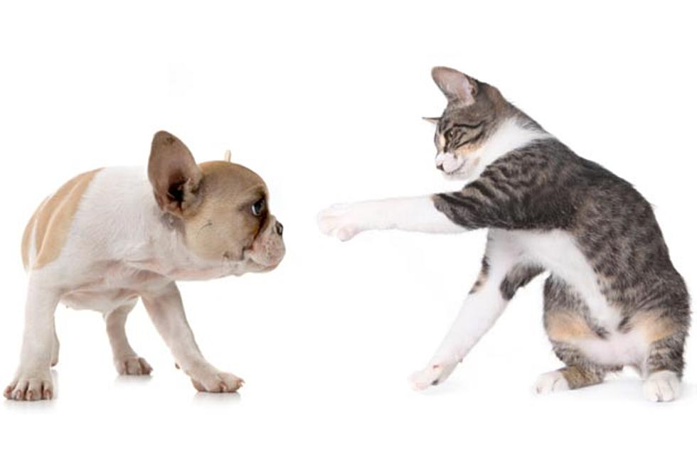 Are Dog Owners More Superficial Than Cat Owners?
