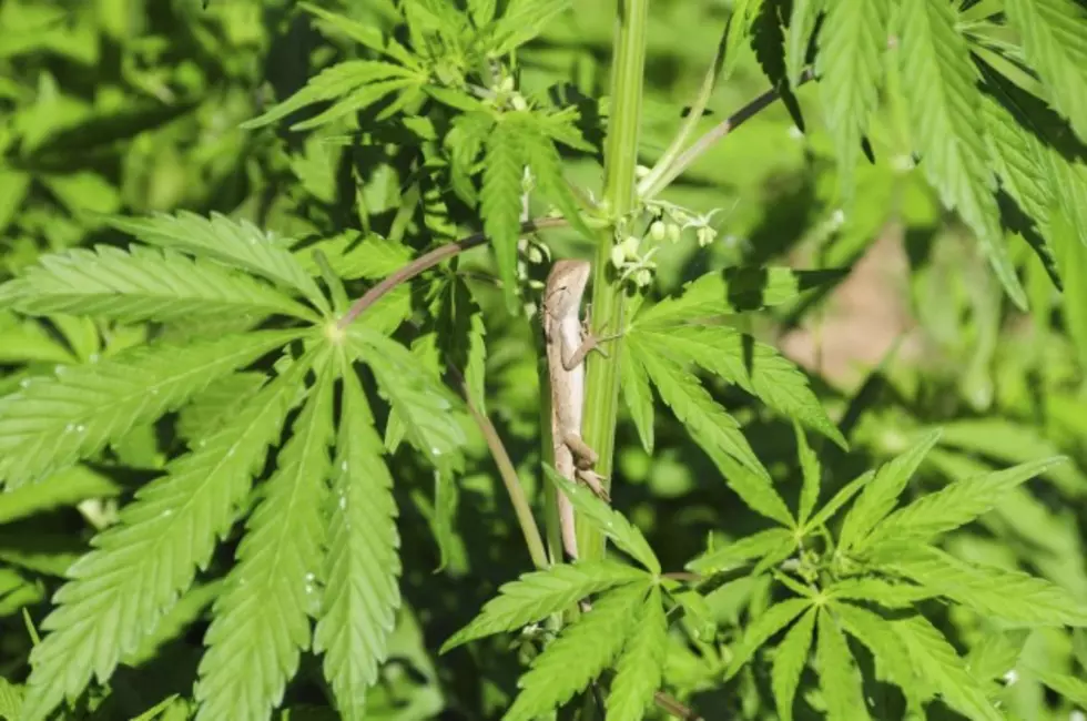 CPSO Finds Marijuana Plants Growing Outside Of Wal-Mart On 171