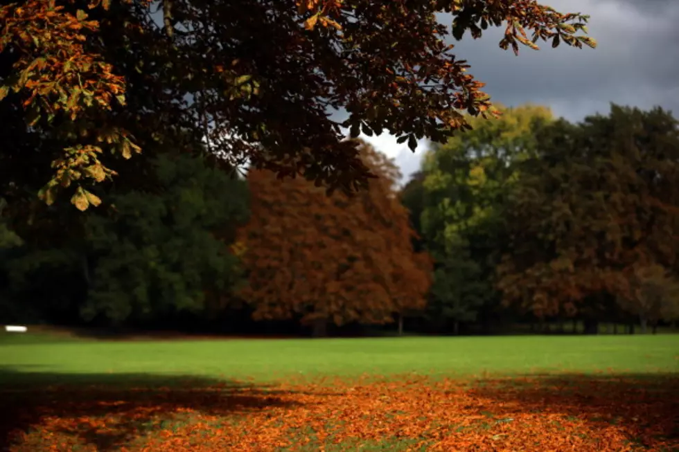 Science Says It&#8217;s OK To Leave Those Leaves On The Ground