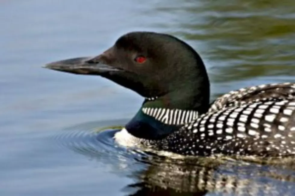 Biting Black Flies Force Loons To Abandon Nests