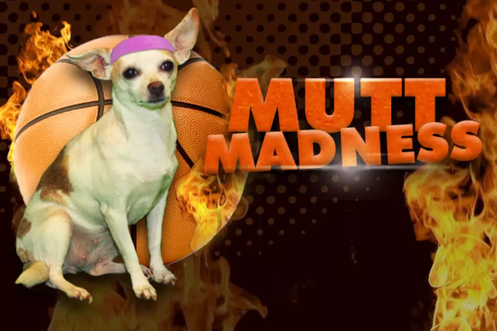 Mutt Madness &#8211; Championship