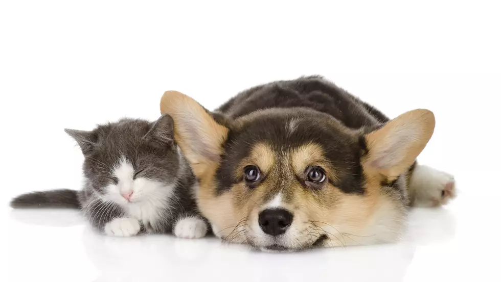 Puppy Tries To Reclaim Bed From Unimpressed Cat [VIDEO]