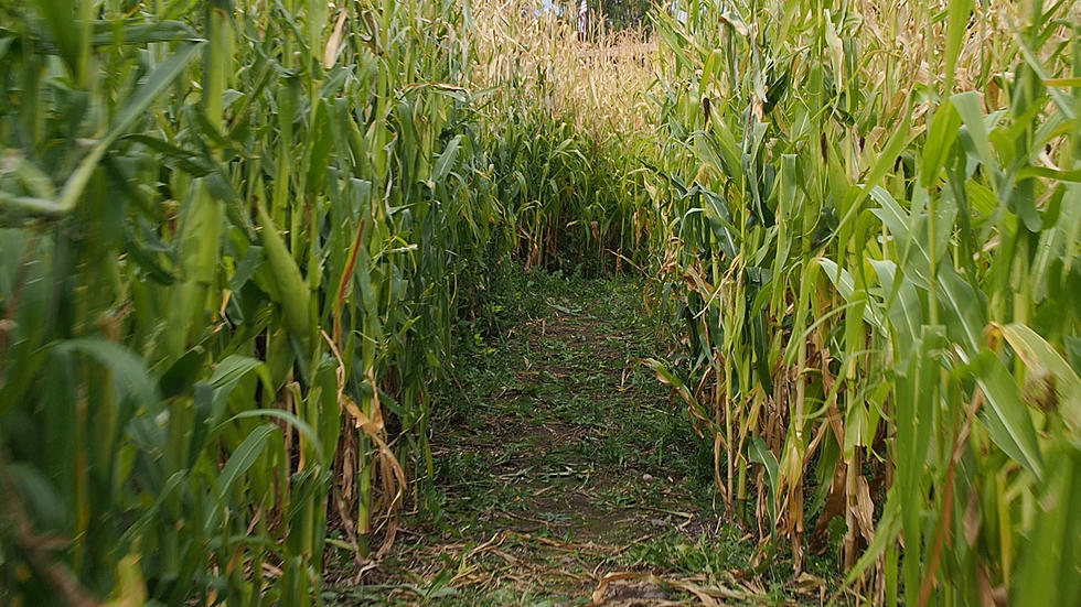 Parents of the Year Award – Utah Parents Leave 3 yr old Overnight at Corn Maze