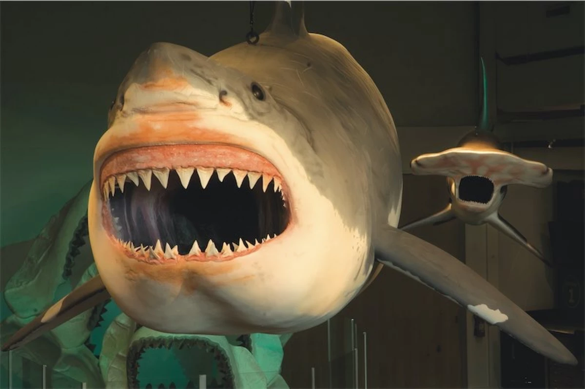 Epic Megalodon Exhibit Starts This Weekend at Science Spectrum