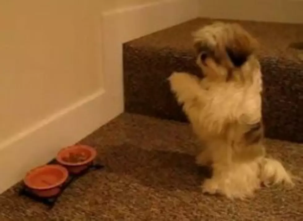 Dog Prays Before Eating [VIDEO]