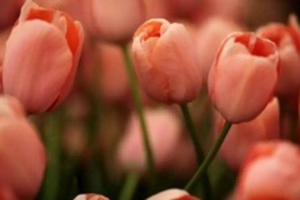 Holland Tip Toes Into Tulip Time 2011 Today! [VIDEO]