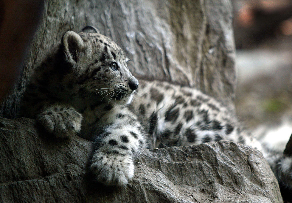 Baby Snow Leopard Born At John Ball Zoo