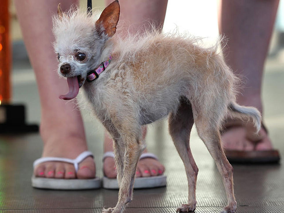 World’s Ugliest Dog Winner Falls Off Stage [VIDEO]