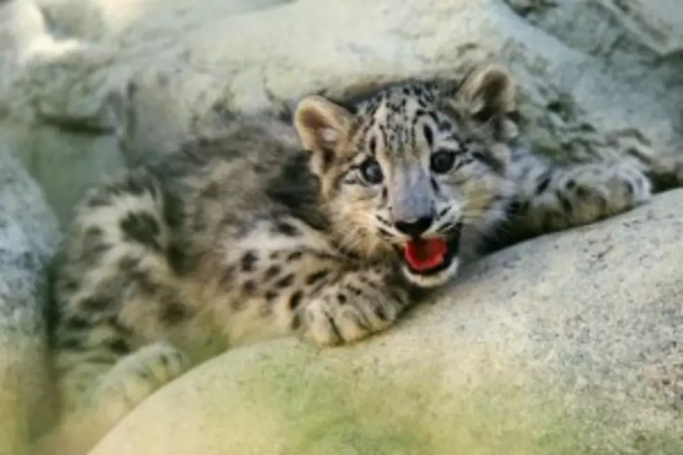 John Ball Zoo&#8217;s Baby Snow Leopard Dies