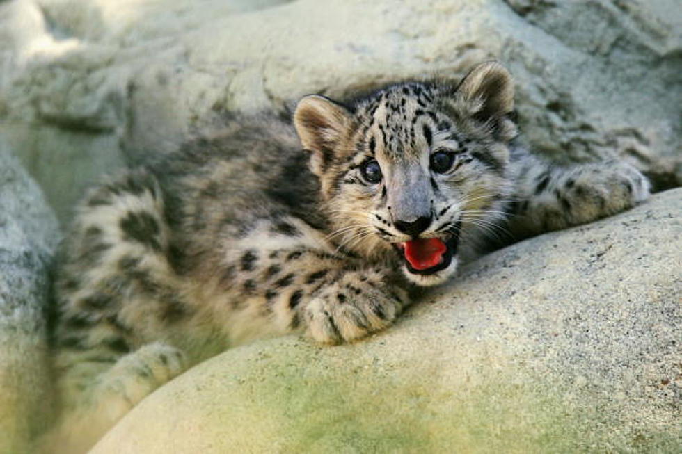 John Ball Zoo’s Baby Snow Leopard Dies