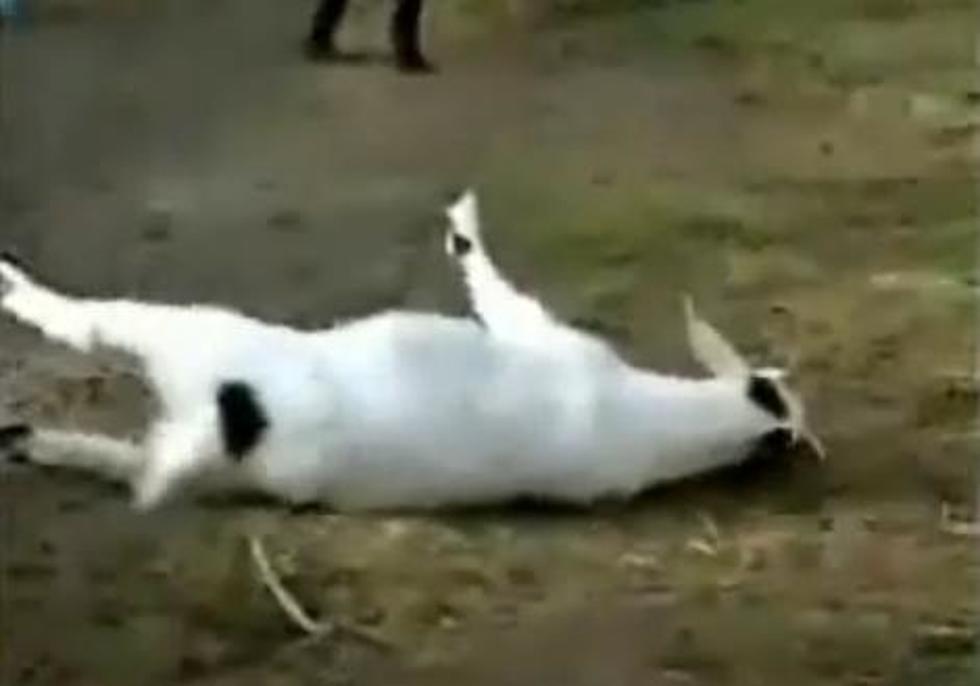 The Coolest Thing I’ve Ever Seen! Fainting Goats!