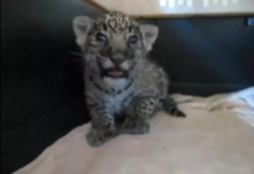 Great. Now I Want A Baby Jaguar. [VIDEO]