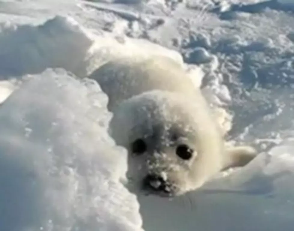 Baby Seal Cries Out For Mommy! [VIDEO]