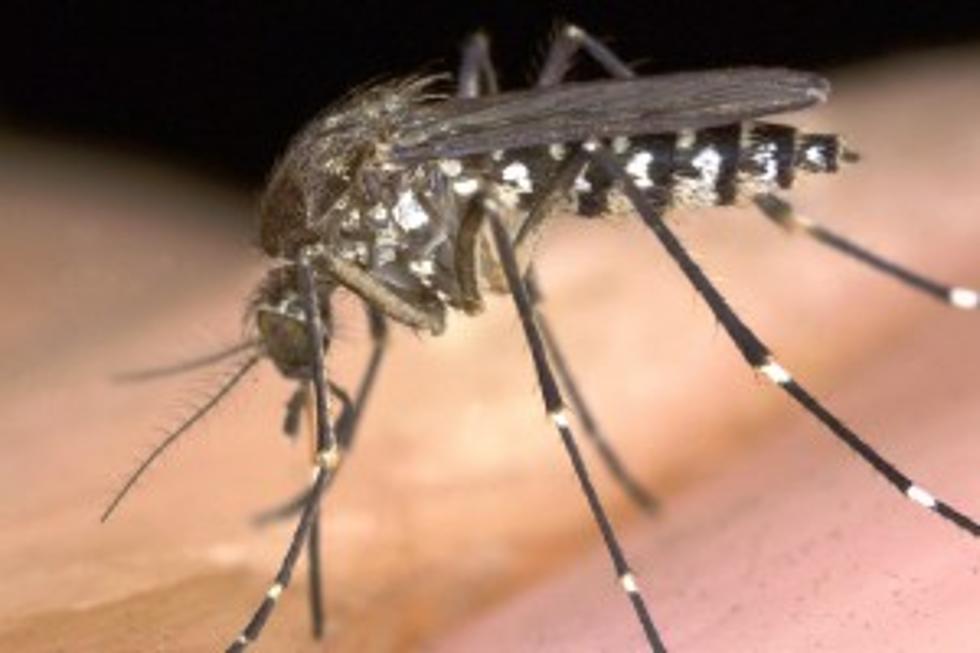Mosquitoes Invade West Michigan, How To Fight Back