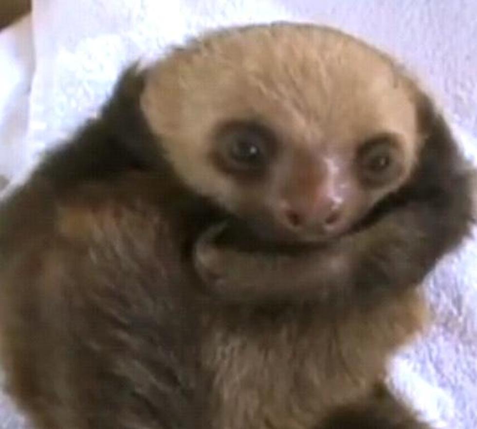 Sloth Babies Are Rescued In Costa Rica [VIDEO]