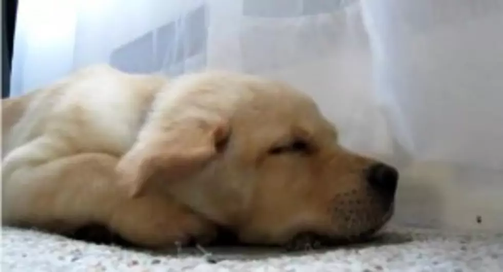 Adorable Puppy Beats The Heat [VIDEO]
