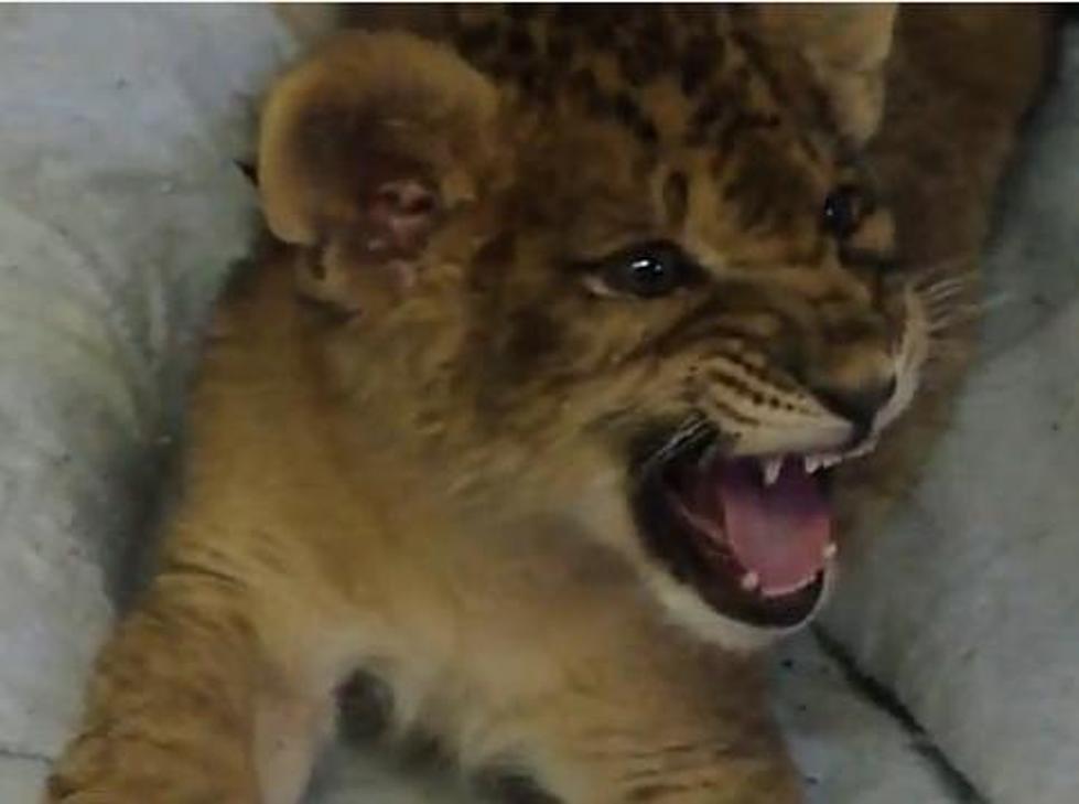 Baby Lion Has Cutest Roar Ever [Video]