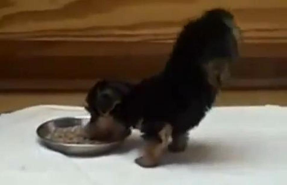 Levitating Puppy Loves Food [Video]