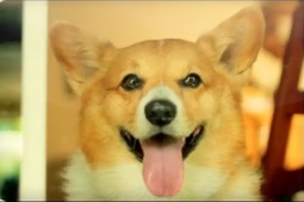 Corgi Rae Jepson Covers &#8220;Call Me Maybe&#8221;&#8211; Doggy Parody Could be Best Yet