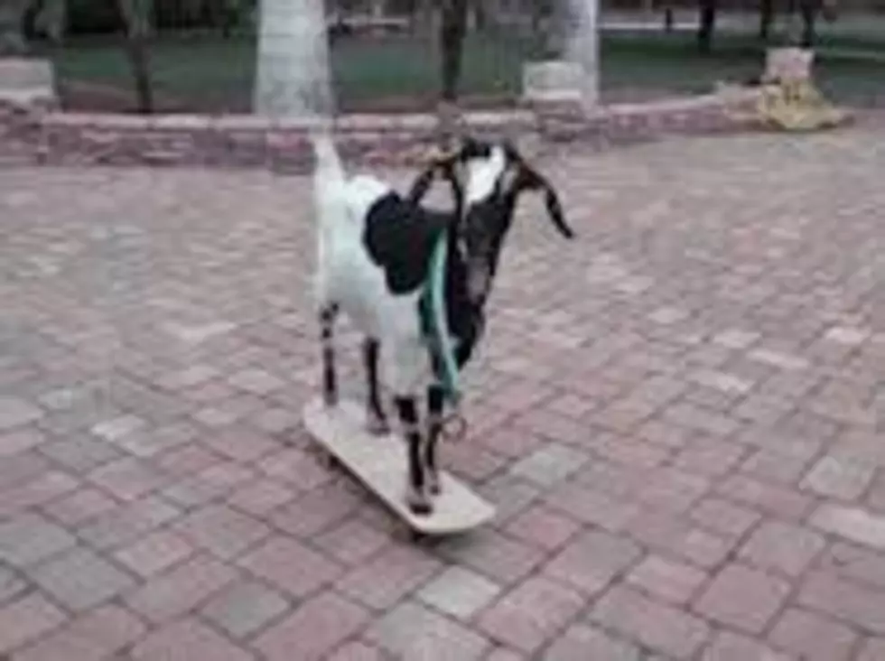 Skateboarding Goat Attempting To Break A World Record [Video]