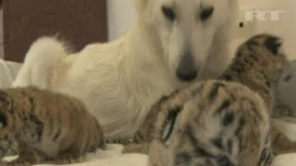 Swiss Shepard Dog Adopts Tiger Cubs at Zoo in Russia (Video)
