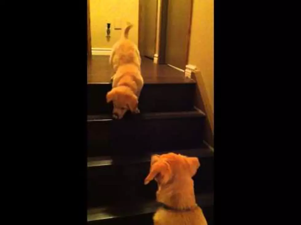 Dog Teaches Puppy How To Walk Down Stairs [Video]