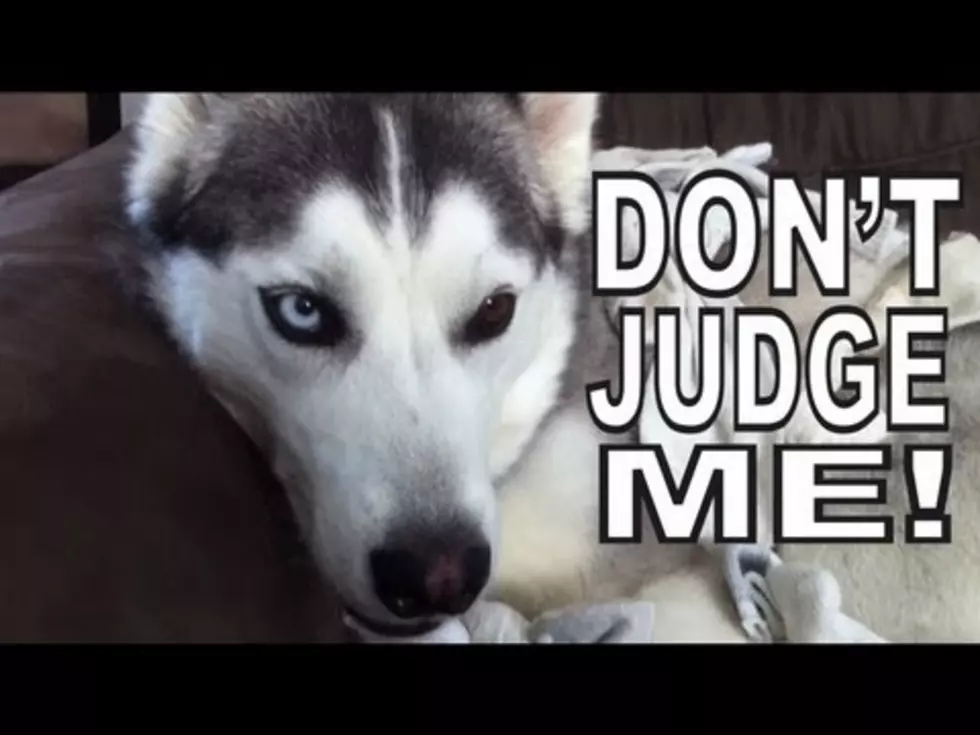 Adorable Dogs Who Really Love Socks [Video]